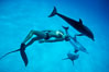 Atlantic spotted dolphin and Olympic champion swimmer Matt Biondi. Bahamas. Image #00018