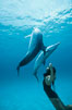 Atlantic spotted dolphin, Olympic swimmer Mikako Kotani. Bahamas. Image #00019