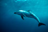Pacific white sided dolphin, open ocean. San Diego, California, USA. Image #00025