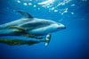 Pacific white sided dolphin carrying drift kelp. San Diego, California, USA. Image #00043