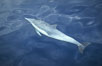 Common dolphin. San Diego, California, USA. Image #00066