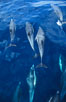 Common dolphin. San Diego, California, USA. Image #00072