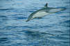 Common dolphin. San Diego, California, USA. Image #00097