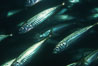 Jack mackerel. San Clemente Island, California, USA. Image #00275