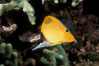 Yellow longnose butterfly fish (forceps butterfly). Maui, Hawaii, USA. Image #00286