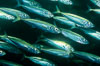 Jack mackerel schooling. San Clemente Island, California, USA. Image #00293