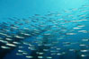 Jack mackerel schooling in kelp. San Clemente Island, California, USA. Image #00307