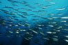 Jack mackerel schooling in kelp. San Clemente Island, California, USA. Image #00308