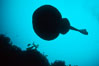 Pacific torpedo ray, Farnsworth Banks. Catalina Island, California, USA. Image #00368
