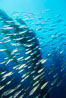 Jack mackerel and kelp. San Clemente Island, California, USA. Image #00380