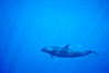False killer whale. Lanai, Hawaii, USA. Image #00556