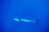 False killer whale. Lanai, Hawaii, USA. Image #00558