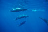 False killer whale, eating fish. Lanai, Hawaii, USA. Image #00561