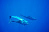 False killer whale, Pacific bottlenose dolphin. Lanai, Hawaii, USA. Image #00563