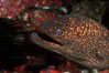 Moray eel. San Clemente Island, California, USA. Image #00570