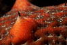 California sea cucumber detail. San Diego, USA. Image #00607