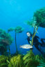 Diver and sheephead amidst giant palm kelp. Southern sea palm. Guadalupe Island (Isla Guadalupe), Baja California, Mexico. Image #00612