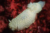 Nudibranch. Monterey, California, USA. Image #00639