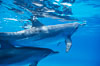 Atlantic spotted dolphin. Bahamas. Image #00676
