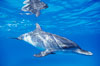 Atlantic spotted dolphin, juvenile. Bahamas. Image #00679