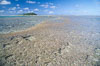 coralline algae reef. Rose Atoll National Wildlife Sanctuary, American Samoa, USA. Image #00727