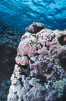 Pink coralline algae. Rose Atoll National Wildlife Sanctuary, American Samoa, USA. Image #00760