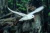 Red tailed tropic bird. Rose Atoll National Wildlife Sanctuary, American Samoa, USA. Image #00849