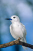 A white tern, or fairy tern, alights on a branch at Rose Atoll in American Samoa. Rose Atoll National Wildlife Sanctuary, USA. Image #00871