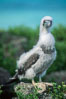 Brown booby (juvenile). Rose Atoll National Wildlife Sanctuary, American Samoa, USA. Image #00884