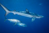 Blue shark and yellowtail in the open ocean. San Diego, California, USA. Image #00998