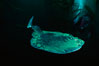 Pacific torpedo ray. Santa Rosa Island, California, USA. Image #01008