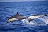Common dolphin. San Diego, California, USA. Image #01017