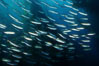Jack mackerel schooling in kelp. San Clemente Island, California, USA. Image #01021