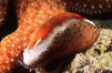 Chestnut cowrie with mantle extended. San Miguel Island, California, USA. Image #01035
