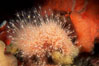 Hedgehog hydroid cluster. San Miguel Island, California, USA. Image #01036