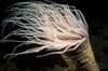 Tube anemone. La Jolla, California, USA. Image #01040