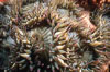 Aggregating anemone. Santa Rosa Island, California, USA. Image #01041