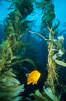 Garibaldi in kelp forest. San Clemente Island, California, USA. Image #01055