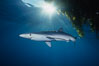 Blue shark and offshore drift kelp. San Diego, California, USA. Image #01082