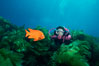 A SCUBA diver swimming over a rocky reef covered with kelp, watches a brightly colored orange garibaldi fish. San Clemente Island, California, USA. Image #01113