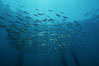 Jack mackerel schooling in kelp. San Clemente Island, California, USA. Image #01126