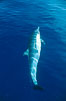 Pacific common dolphin. San Diego, California, USA. Image #01159