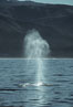 Gray whale, blow. Big Sur, California, USA. Image #01173