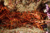 Spiny lobster, San Benito Islands. San Benito Islands (Islas San Benito), Baja California, Mexico. Image #01257