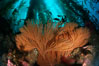 California Golden gorgonian in kelp forest. San Clemente Island, USA. Image #01280