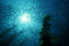 Jack mackerel and kelp. San Clemente Island, California, USA. Image #01499