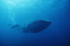 Whale shark. Darwin Island, Galapagos Islands, Ecuador. Image #01501