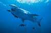 Whale shark. Darwin Island, Galapagos Islands, Ecuador. Image #01502