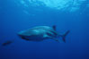 Whale shark. Darwin Island, Galapagos Islands, Ecuador. Image #01506