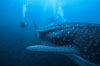 Whale shark. Darwin Island, Galapagos Islands, Ecuador. Image #01508
